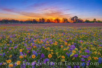 Colors of a Wildflower Sunrise 402-1