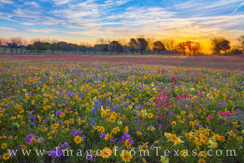 Colors of a Wildflower Sunrise 402-4