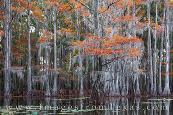Old cypress in Autumn colors rise from the still waters of Caddo Lake on a cold November morning.