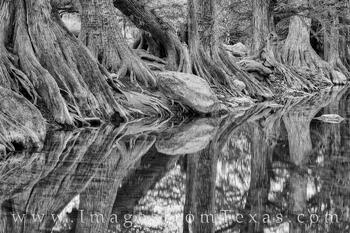 Cypress along the River Black and White 1129-1