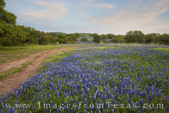 Dirt Road around the Bluebonnets 1