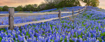 Bluebonnets fill the fence line is a sea of blue on a warm spring evening between Mason and Llano.
