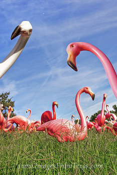 Flamingos of Austin, Texas 1