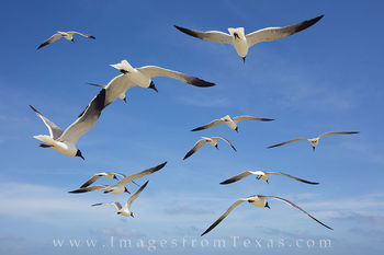 Flying with the Seagulls at Port Aransas 1