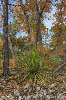 Guadalupe Mountains - Autumn Yucca 2
