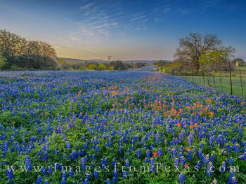 Hill Country Bluebonnets and Paintbrush 19