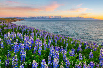 Photographing North Iceland - Husavik, Lupines, Waterfalls, and Geothermal Craziness