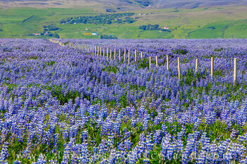 Icelandic Lupine in Early Summer