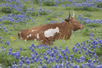 Longhorns on a Lazy Afternoon 1