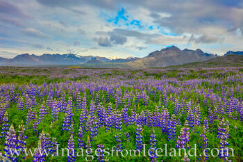 Lupine along the South Coast of Iceland 1