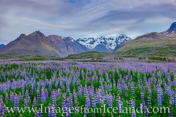 Lupine along the South Coast of Iceland 2