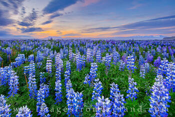 Lupine are plentiful in south Iceland during the early summer months.