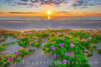 Morning Glories bloom along the South Padre Island Beach on a warm June morning.