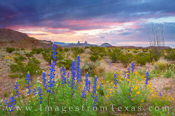 The Mule Ears of Big Bend National Park with bluebonnets in the foreground on a cold February morning.