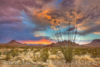 Ocotillo at Sunset in Big Bend 2
