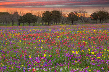 Indian Paintbrush and Bluebonnets near N