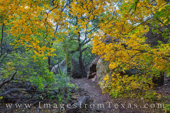Fall colors shine in Pine Canyon in Big Bend National Park.