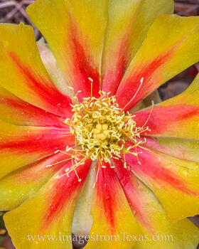 Prickly Pear Spring Bloom 426-3