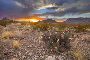 Prickly Pear Sunset at Big Bend 1