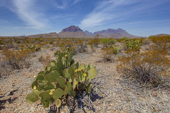 Big Bend and Prickly Pear Afternoon 1