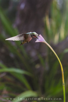 Rain Lily Hummingbird 1.tif
