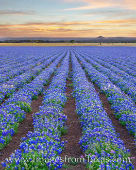 Rows of bluebonnets bloom in the cool spring morning in the Texas Hill Country.