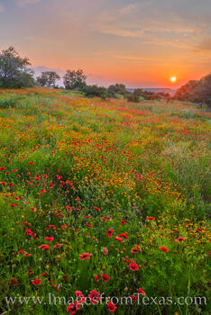 The sun hangs low over a field of wildflowers on a warm May evening in the Hill Country.