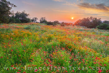 Wildflowers of red, gold, blue and white spread across a field in the Hill Country on a warm spring evening