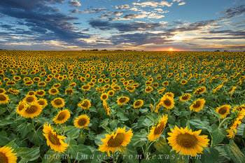 Texas Sunflower Sunset 2