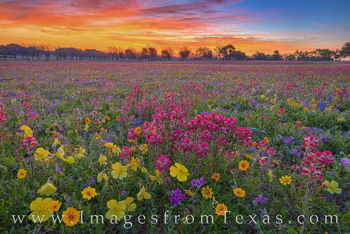 Texas Wildflower Sunrise 402-1