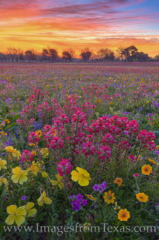 Texas Wildflower Sunrise 402-3