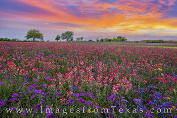 Texas Wildflower Sunset 328-1
