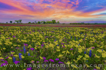 Texas Wildflower Sunset 328-2