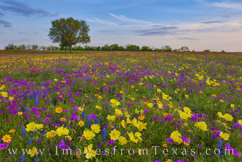 Texas Wildflowers in the Early Evening 327-1
