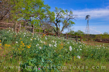 The Windmill iand White Prickly Poppies in Spring 331-1