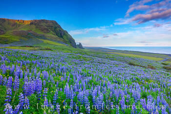 Lupine stretch to the horizon and tumble down from the mountains around the little village of Vík í Mýrdal.
