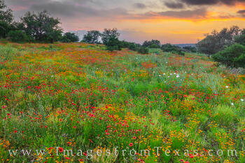 A palette of wildflower color spreads across this Texas Hill Country landscape on a warm spring evening.