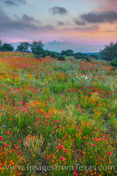 Hill Country wildflowers make for a beautiful evening landscape.