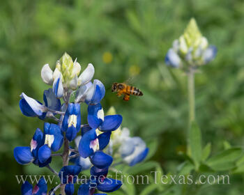 Worker Bees and Bluebonnets 315-1