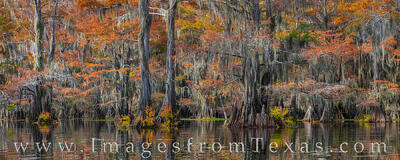 Fall colors of cypress in November are seen in this panorama from Caddo Lake in east Texas.