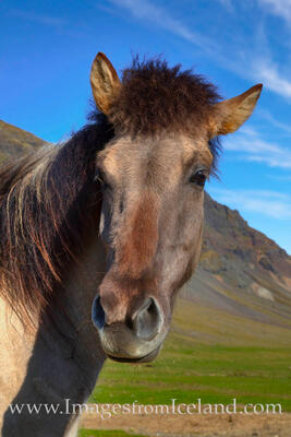 Icelandic Horse 3