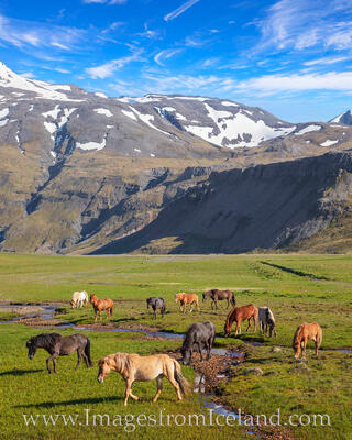 Icelandic Horses near Grundarfjörður 1