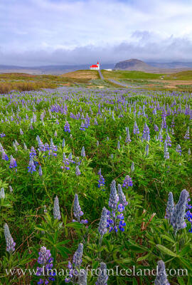Ingjaldshólskirkja and Lupine - West Iceland 2