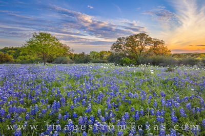 Bluebonnets in the Hill Country