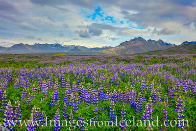 Lupine along the South Coast of Iceland 1