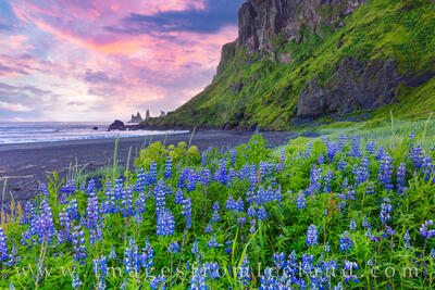 Lupine of Iceland