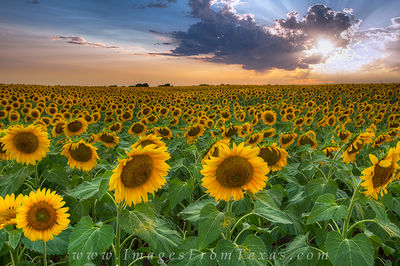 Texas Sunflower Sunset 1