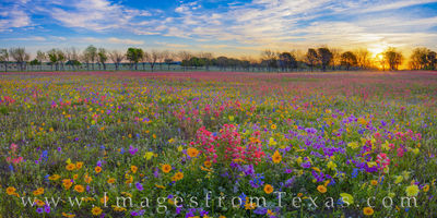 Texas Wildflower Sunrise Panorama 402-2
