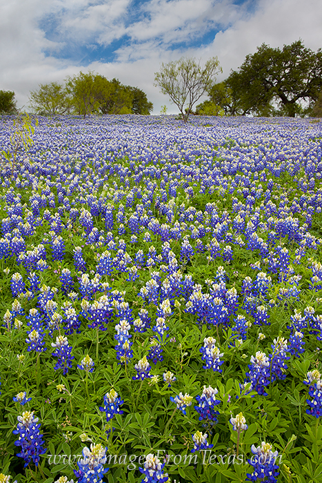 Along Art Hedwig Road near Mason, Texas, you can often find fields of bluebonnets each spring. Here, these wildflowers stretched...