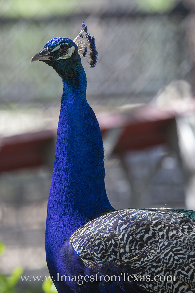 At the Austin Zoo, peacocks roam the grounds. This rescue zoo resides in south Austin and is very kid-friendly.